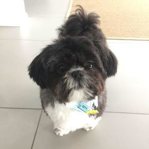 Meet your Posher, Shihomi